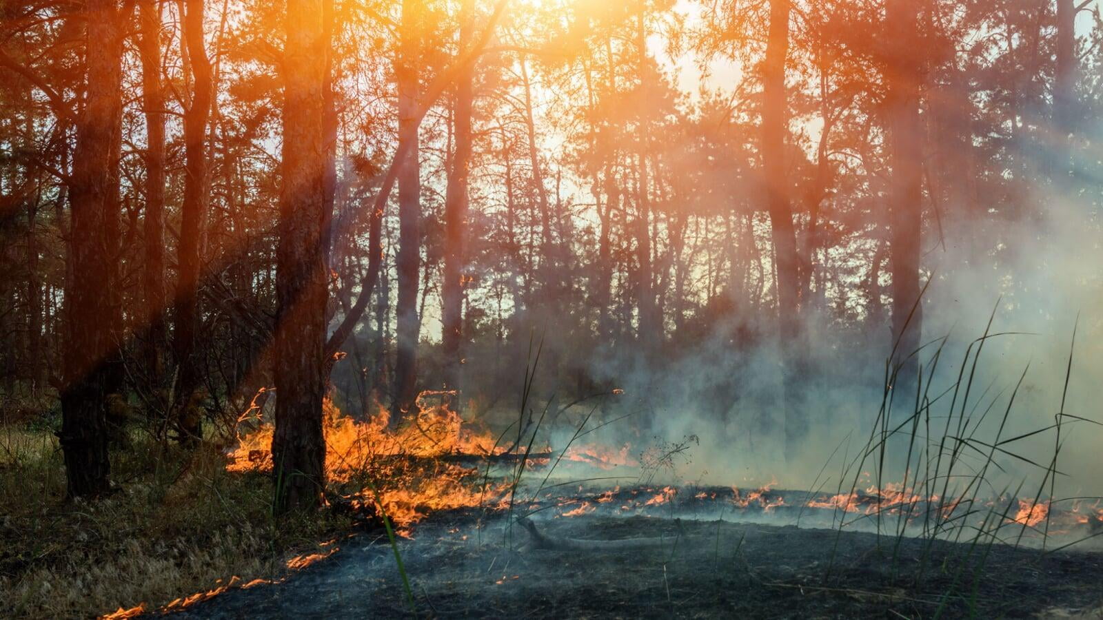 incendios forestales